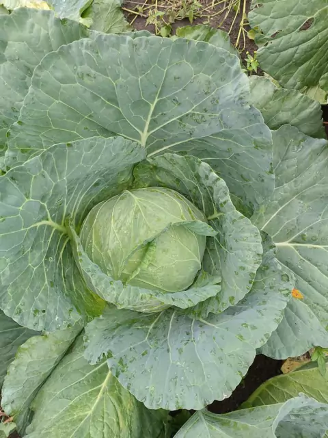 Repolho Verde Orgânico Kg