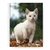 CUADERNO AMERICA GATITOS 29/7 X 80 HJS. RAYADO X 10 U.