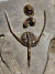 Trilobita Fóssil Ampyx REF016 - loja online