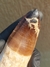 Dente de Mosassauro Fóssil REF179