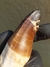 Imagem do Dente de Mosassauro Fóssil REF179