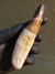 Dente de Mosassauro Fóssil REF180 - comprar online