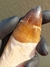Dente de Mosassauro Fóssil REF180
