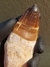 Dente de Mosassauro Fóssil REF180 - loja online