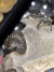Imagem do Trilobita Fóssil Whaliserops REF018