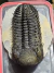 Trilobita Fóssil Drotops REF022 - comprar online