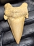 Dente de Tubarão Fóssil REF088 - comprar online