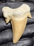 Dente de Tubarão Fóssil REF089 - comprar online