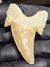 Dente de Tubarão Fóssil REF089 na internet