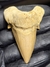 Dente de Tubarão Fóssil REF090 - comprar online