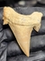 Dente de Tubarão Fóssil REF091 - comprar online