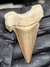 Dente de Tubarão Fóssil REF096 - comprar online
