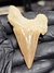 Dente de Tubarão Fóssil REF096 na internet