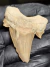 Dente de Tubarão Fóssil REF098 - comprar online
