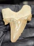 Dente de Tubarão Fóssil REF098 na internet