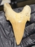 Dente de Tubarão Fóssil REF101 na internet