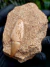 Dente de Mosassauro Fóssil REF184 - comprar online