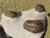 Trilobita Fóssil Struveaspis REF021 - Fósseis Brasil