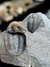 Trilobita Fóssil Proetida REF001 - Fósseis Brasil