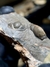Trilobita Fóssil Proetida REF001 - loja online