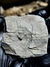 Trilobita Fóssil Proetida REF002 - comprar online