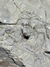 Trilobita Fóssil Proetida REF002 na internet