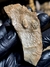 Trilobita Fóssil Proetida REF003 - comprar online