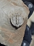 Trilobita Fóssil Basseiarges (Raridade) REF002 na internet