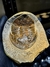 Trilobita Fóssil Megistaspis REF002 - comprar online
