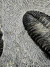 Trilobita Fóssil Drotops REF023 - loja online
