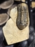 Trilobita Fóssil Struveaspis REF026 - comprar online