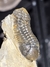 Trilobita Fóssil Struveaspis REF026 - Fósseis Brasil