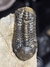 Trilobita Fóssil Struveaspis REF026 - loja online