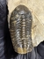 Imagem do Trilobita Fóssil Struveaspis REF026