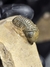 Trilobita Fóssil Reedops REF040 na internet