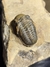 Trilobita Fóssil Reedops REF040 - loja online