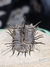 Trilobita Fóssil Koneprusia REF002 - comprar online