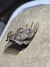 Trilobita Fóssil Koneprusia REF001 - Fósseis Brasil