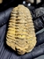 Trilobita Flexicalymene REF119 - comprar online