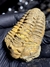 Trilobita Flexicalymene REF119 - Fósseis Brasil