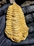 Trilobita Flexicalymene REF120 - comprar online