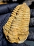 Trilobita Flexicalymene REF120 - Fósseis Brasil