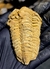 Trilobita Flexicalymene REF120 - loja online