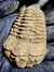 Trilobita Flexicalymene REF121 - Fósseis Brasil