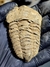 Trilobita Flexicalymene REF121 - loja online