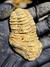 Trilobita Flexicalymene REF123 na internet