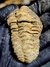 Trilobita Flexicalymene REF123 - loja online