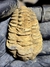 Trilobita Flexicalymene REF125 - comprar online