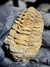 Trilobita Flexicalymene REF125 - Fósseis Brasil