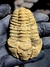 Trilobita Flexicalymene REF126 - comprar online